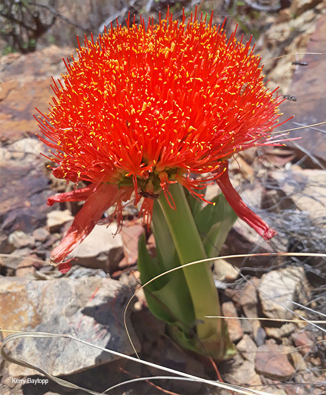 Scadoxus puniceus